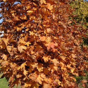 Norway Maple Tree | Acer platanoides 'Crimson Sentry' Ornamental Trees
