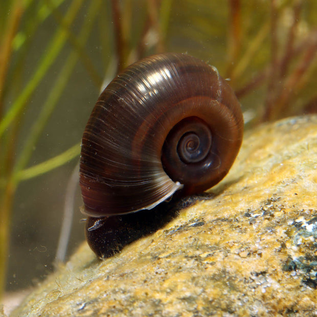 Ramshorn Snails | Planorbis corn Pond Plants