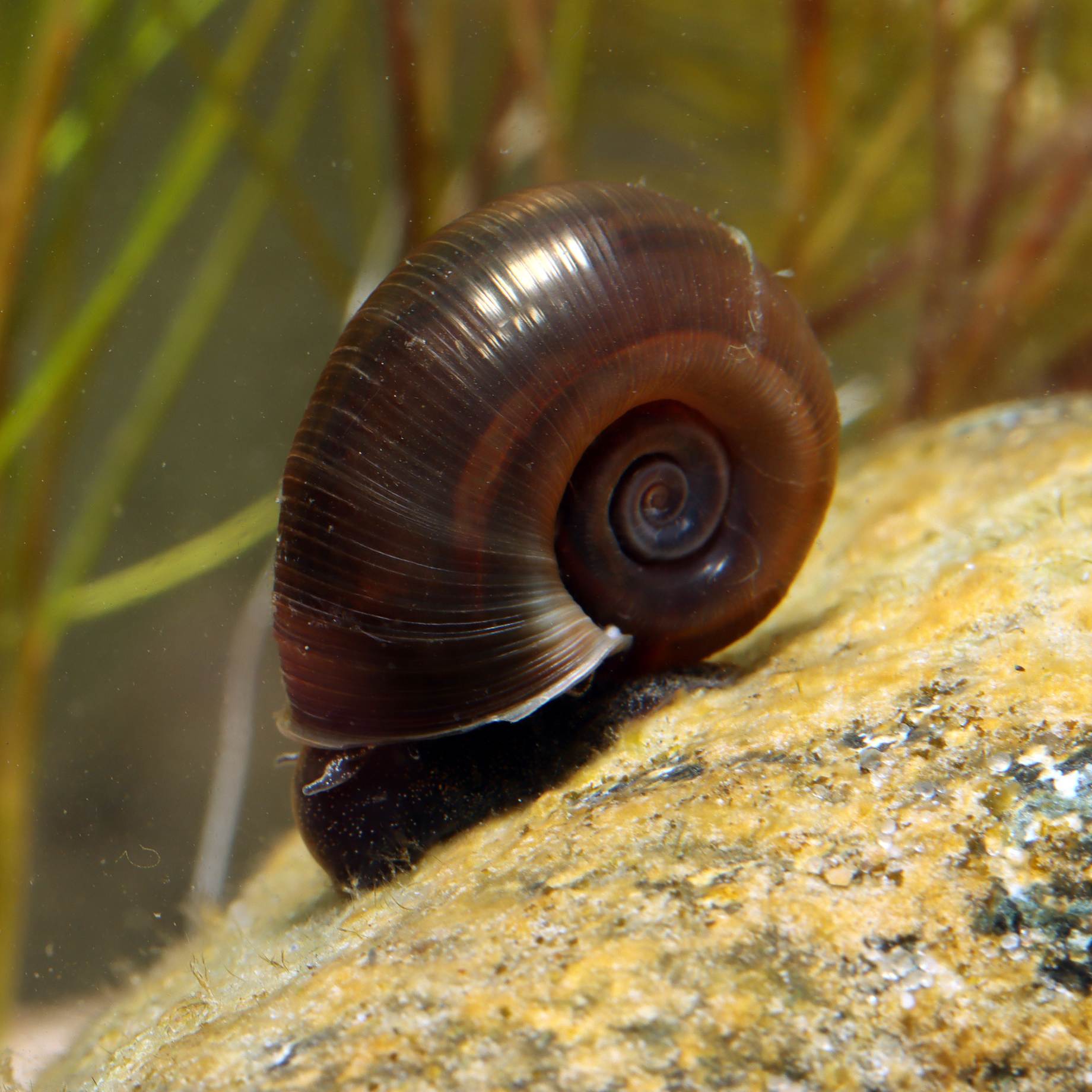 Discover Ramshorn Snails For Your Garden Pond – Roots Plants