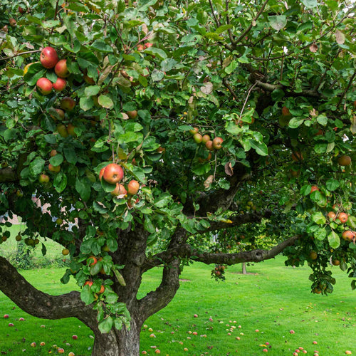 'Howgate Wonder' Apple Tree Fruit Trees