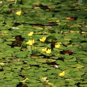 Yellow Floating Heart | Nymphoides peltata Pond Plants