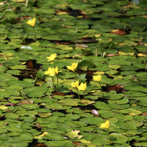 Yellow Floating Heart | Nymphoides peltata Pond Plants