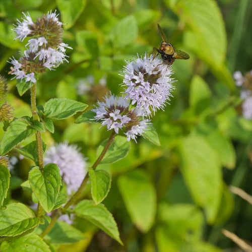 Water Mint | Mentha aquatica Pond Plants
