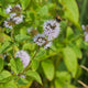 Water Mint | Mentha aquatica Pond Plants