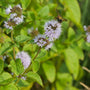 Water Mint | Mentha aquatica Pond Plants