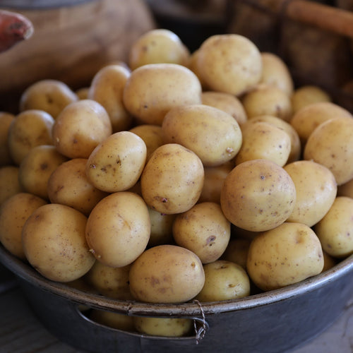 'Maris Peer' Second Early Patio Seed Potatoes Vegetables