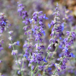 Perovskia 'Little Spire' Perennial Bedding
