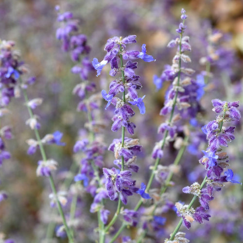 Perovskia 'Little Spire' Perennial Bedding