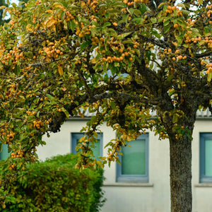 'Yellow Siberian' Crabapple Tree Ornamental Trees