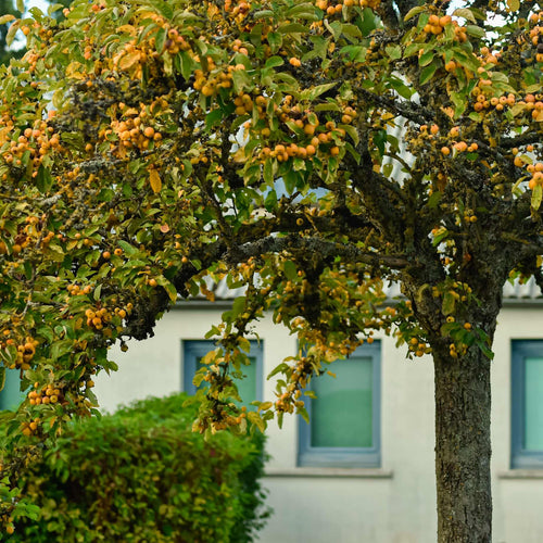 'Yellow Siberian' Crabapple Tree Ornamental Trees