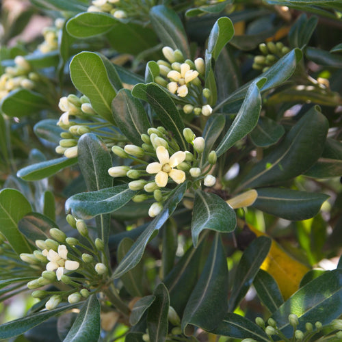 Japanese Cheesewood | Pittosporum tobira Shrubs