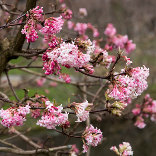 Arrowwood | Viburnum x bodnantense 'Dawn' Shrubs