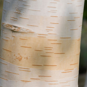 Himalayan Birch Tree | Betula utilis jacquemontii Ornamental Trees