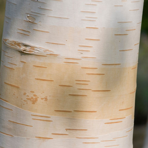 Himalayan Birch Tree | Betula utilis jacquemontii Ornamental Trees