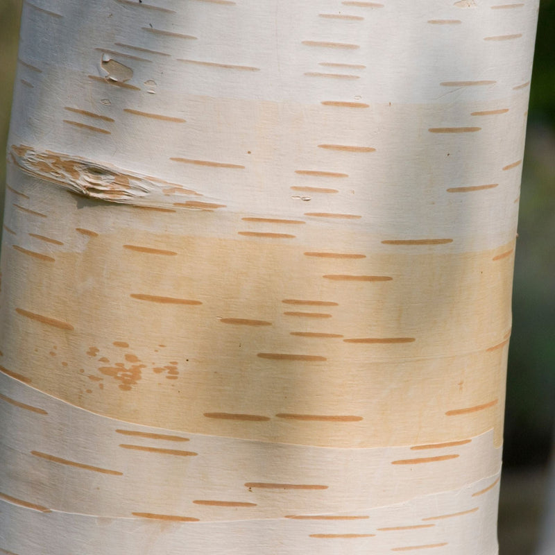 Himalayan Birch Tree | Betula utilis jacquemontii Ornamental Trees