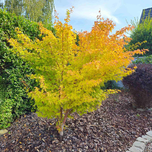 Japanese Maple Tree | Acer palmatum 'Orange Dream' Ornamental Trees
