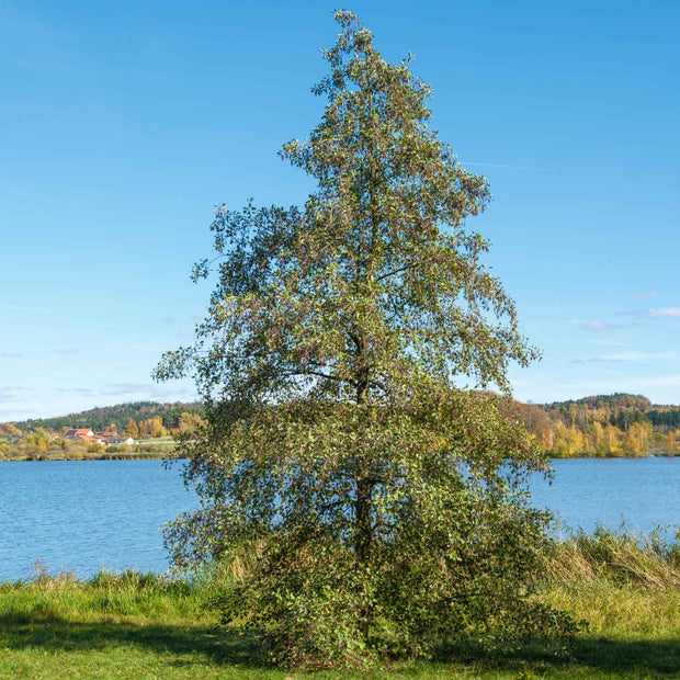 Alder Tree | Alnus glutinosa Ornamental Trees