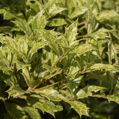 Holly Olive | Osmanthus aquifolium Shrubs
