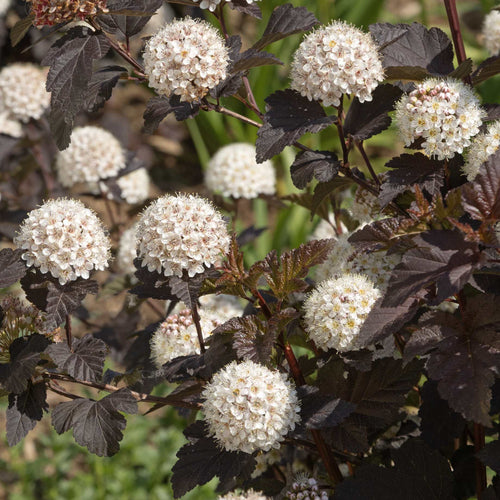 Physocarpus opulifolius 'Diabolo' Shrubs