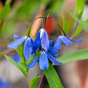Bluebell Creeper | Sollya heterophylla 'Ultra Blue' Climbing Plants