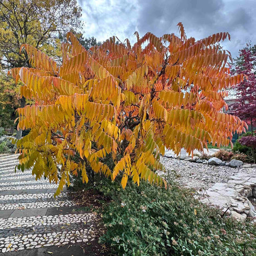 Smooth Sumach Tree | Rhus glabra Ornamental Trees