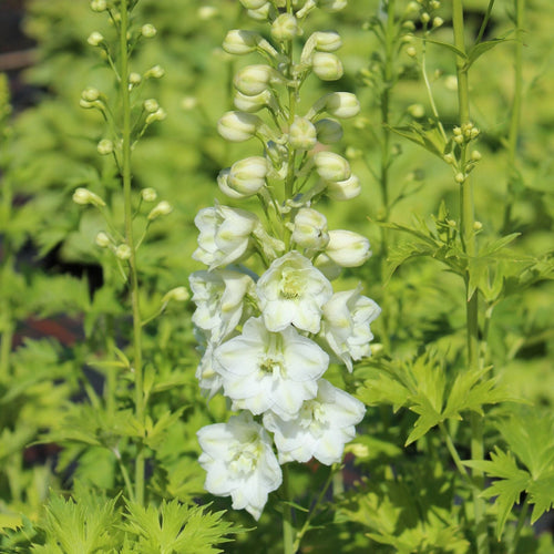 Delphinium 'Galahad' | Pacific Hybrid Series Perennial Bedding