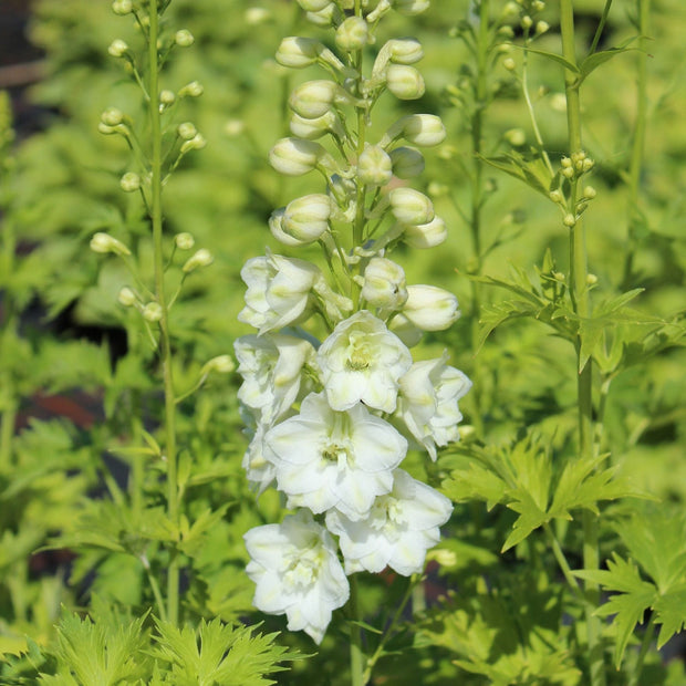 Delphinium 'Galahad' | Pacific Hybrid Series Perennial Bedding
