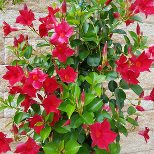 Mandevilla 'Sundaville Red' Climbing Plants