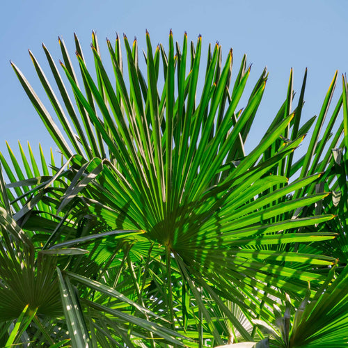 Hardy Windmill Palm | Trachycarpus fortunei Shrubs