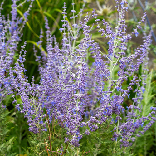 Perovskia 'Blue Spire' Perennial Bedding