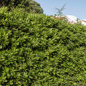 Japanese Cheesewood | Pittosporum tobira Shrubs