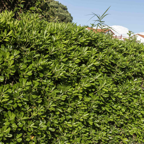 Japanese Cheesewood | Pittosporum tobira Shrubs