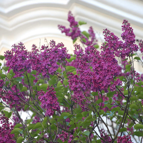Lilac | Syringa 'Bloomerang Dark Purple' Shrubs