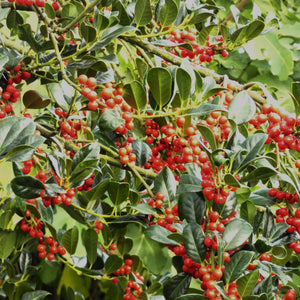 Holly | Ilex aquifolium 'J.C. van Tol' Shrubs