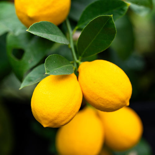 Meyer Lemon Tree | Citrus × limon Mediterranean Fruit Trees