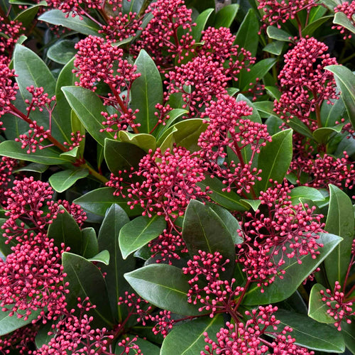 Skimmia japonica 'Rubella' Shrubs