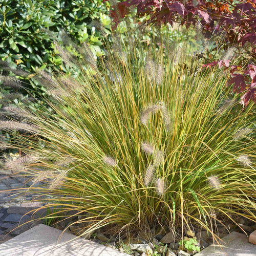 Chinese Fountain Grass | Pennisetum alopecuroides Perennial Bedding