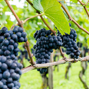 'Pinot Noir' Outdoor Grape Vine Soft Fruit