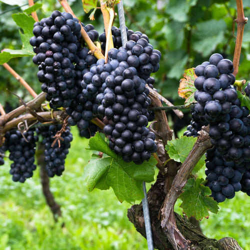 'Pinot Noir' Outdoor Grape Vine Soft Fruit