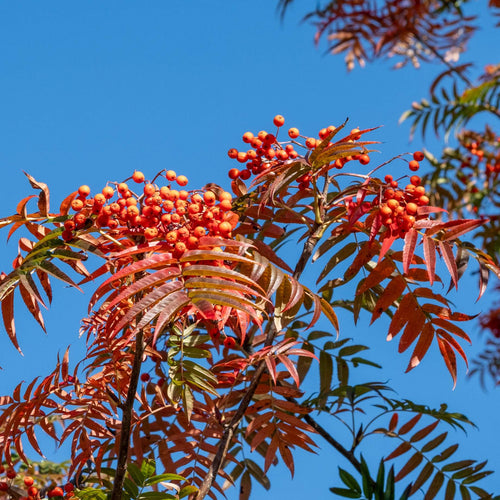 Japanese Rowan Tree | Sorbus commixta 'Dodong' Ornamental Trees