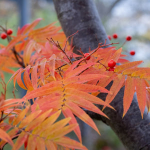 Japanese Rowan Tree | Sorbus commixta 'Dodong' Ornamental Trees
