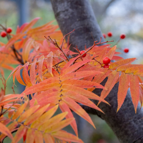 Japanese Rowan Tree | Sorbus commixta 'Dodong' Ornamental Trees