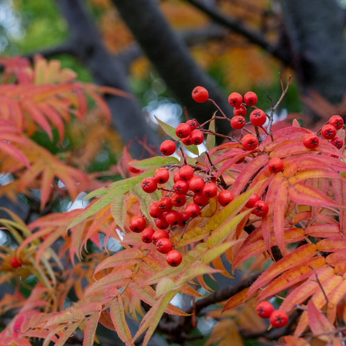 Japanese Rowan Tree | Sorbus commixta 'Dodong' Ornamental Trees