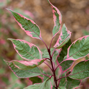 Cornus alba 'Miracle'® Shrubs
