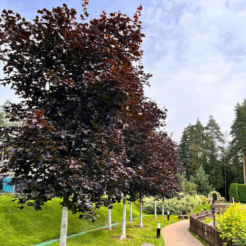 Norway Maple Tree | Acer platanoides 'Royal Red' Ornamental Trees