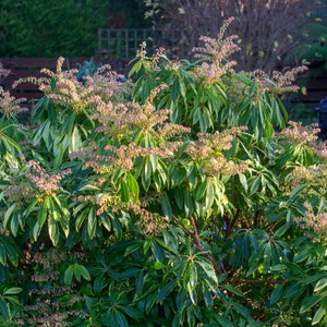 Pieris 'Forest Flame' Shrubs