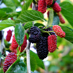 Black Mulberry Tree | Morus nigra Soft Fruit