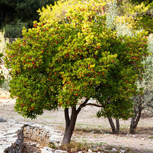 Strawberry Tree | Arbutus unedo 'Rubra' Ornamental Trees