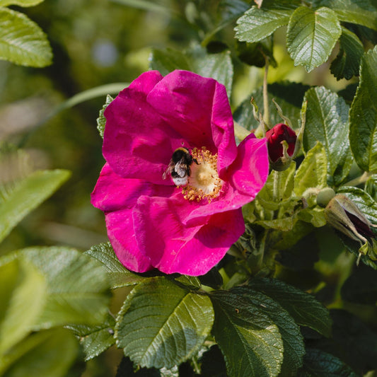 Red Japanese Rose Hedging | Rosa rugosa Shrubs