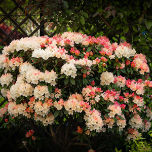 Rhododendron 'Percy Wiseman' Shrubs
